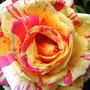 rosa "Monet"