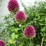 Allium sphearocephalon. (Allium Sphearocephalon)