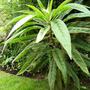 Echium (Echium)