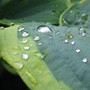 raindrops on hosta (Hosta sieboldiana)