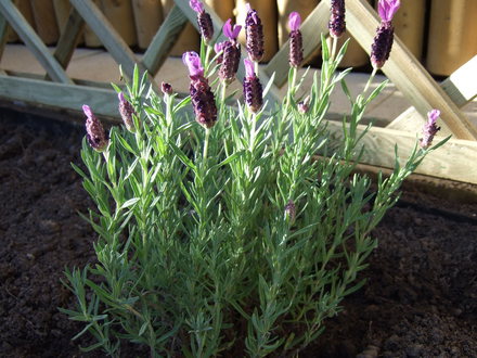 Lavandula 'Butterfly' in my new border. (Lavandula stoechas)