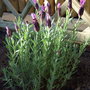 Lavandula 'Butterfly' in my new border. (Lavandula stoechas)