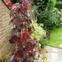 Vitis (Vitis vinifera (Grape vine))
