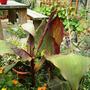 Canna (Canna)