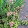 hens and chickens (Sempervivum tectorum (Common Houseleek))