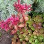 sedum in bloom (Sedum spurium)
