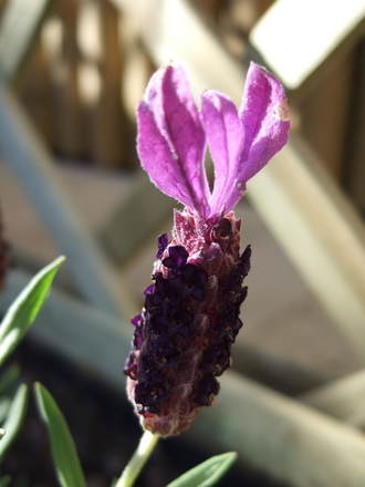 Lavandula 'Butterfly' bloom. (Lavandula stoechas and augustifolia)