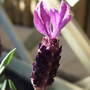 Lavandula 'Butterfly' bloom. (Lavandula stoechas and augustifolia)