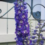delphinium (Delphinium)