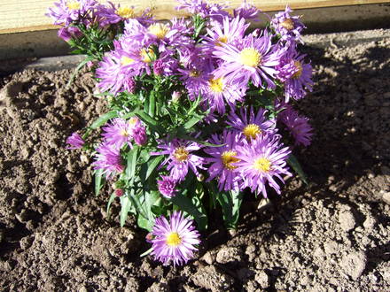 Aster novi-belgii 'Blue Lagoon' (Aster novi-belgii)
