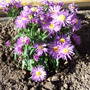 Aster novi-belgii 'Blue Lagoon' (Aster novi-belgii)