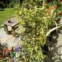 jasmin (Jasminum)