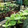 Baby plants