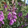 Linaria