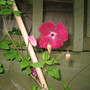 Clematis Viticella (Clematis viticella)