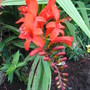 Crocosmia