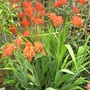 Crocosmia