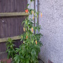 P7070237