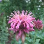 Pink Monarda (Monarda)