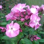 Another Phlox. (Phlox paniculata (Perennial phlox))
