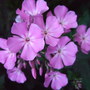 Phlox. (Phlox paniculata (Perennial phlox))