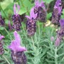 Lavandula stoechas 'Butterfly Garden' (Lavandula stoechas (French lavender))