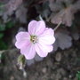 Geranium 'Dusky Rose' (Geranium 'Dusky Rose')