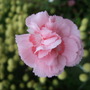 'Doris' (Dianthus 'Doris')