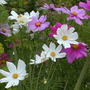 Cosmos