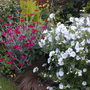 Herbaceous border