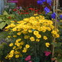 Anthemis and friends