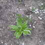 A garden flower photo (Hosta undulata)