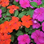 A garden flower photo (Impatiens walleriana (Busy Lizzie))