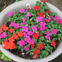 A garden flower photo (Impatiens walleriana (Busy Lizzie))
