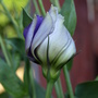 20080715_50