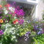 The_patch_867