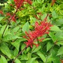 To be identified