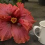 'Coffee morning' at Winsford Walled Gardens