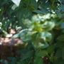 A garden flower photo