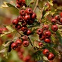 Hawthorn Berries - 07October2007