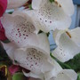 white foxglove (Digitalis purpurea (Common foxglove))
