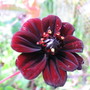 Cosmos Chocamocha (Cosmos hybrid)