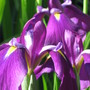 Japanese Iris (Iris japonica (Orchid Iris))