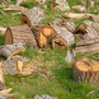 Dead Oak wood ready to give warmth
