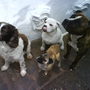 4 dogs together