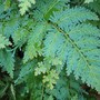 Selanginella fern ( electric fern )