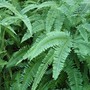 Dicranopteris linearis (Dicranopteris linearis)