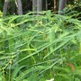 Dicranopteris linearis (Dicranopteris linearis)