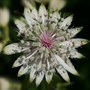 In My Garden - Perennials
