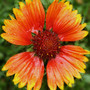 In My Garden - Perennials